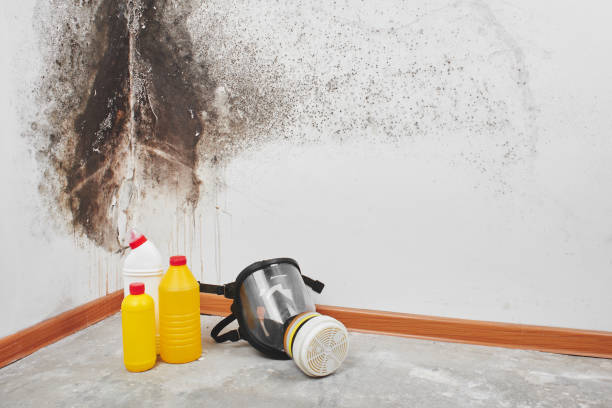 Best Emergency Mold Removal  in Matheny, CA