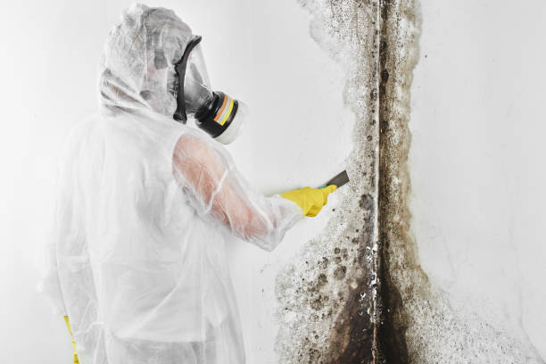 Mold Removal and Inspection in Matheny, CA
