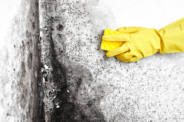 Best Certified Mold Removal  in Matheny, CA