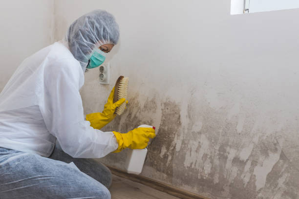 Mold Removal Process in Matheny, CA