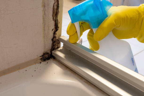 Best Same-Day Mold Removal  in Matheny, CA