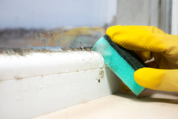 Office Mold Removal Services in Matheny, CA