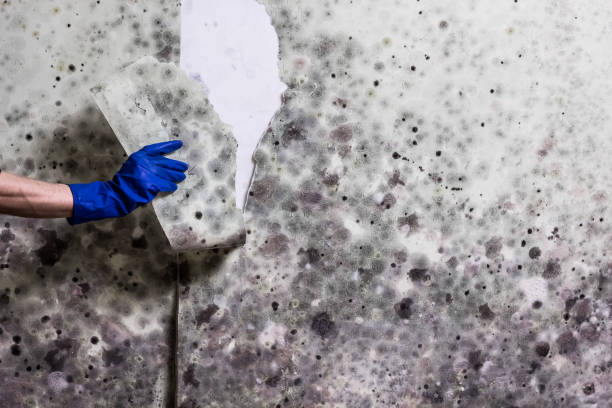 Best Professional Mold Removal  in Matheny, CA