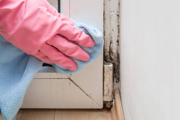 Best Fast Mold Removal  in Matheny, CA