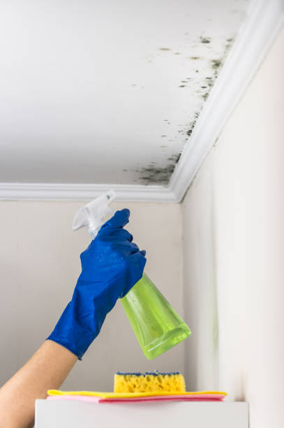 Best Mold Testing  in Matheny, CA
